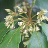 Pittosporaceae